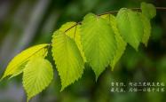 开云体育入口-蓝衣军团的救赎，2026世界杯复仇之夜，迪亚斯点亮美利坚的暗夜