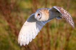 开云体育中国-当弗拉霍维奇存在感拉满，遇见澳大利亚的利物浦强压，足球世界的个体光芒与体系对抗