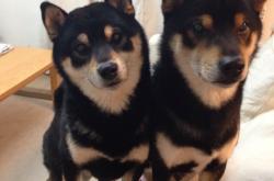 开云体育中国-窒息时刻的对决，班凯罗一球定乾坤，黄蜂险胜活塞背后藏着多少故事？