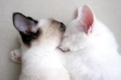 开云体育登录-历史，在2026年的一个夜晚—拉梅洛的教科书如何重新定义伟大