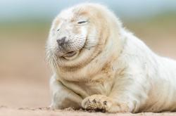 开云体育-节奏大师奥利维耶导演突围战，莱比锡红牛击穿皇家社会铁壁