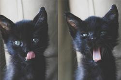 开云体育app-黄蜂蛰醒洛杉矶，武切维奇三记三分提前宣判湖人死刑