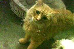 开云体育入口-NBA向奥运交棒，太阳落幕后，伦纳德在巴黎周期吹响接管号角