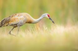 开云体育app-跨界奇迹！澳超明星联队3-2逆转塞维利亚，阿什拉夫独造三球成关键先生