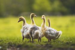 开云体育在线-危崖之上，英雄诞生，小贾伦生涯之夜助独行侠逆转76人