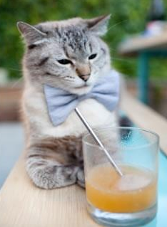 龙吟九天，凤舞苍穹，中国队羽球横扫德国，陈雨菲绝对统治展王者风范