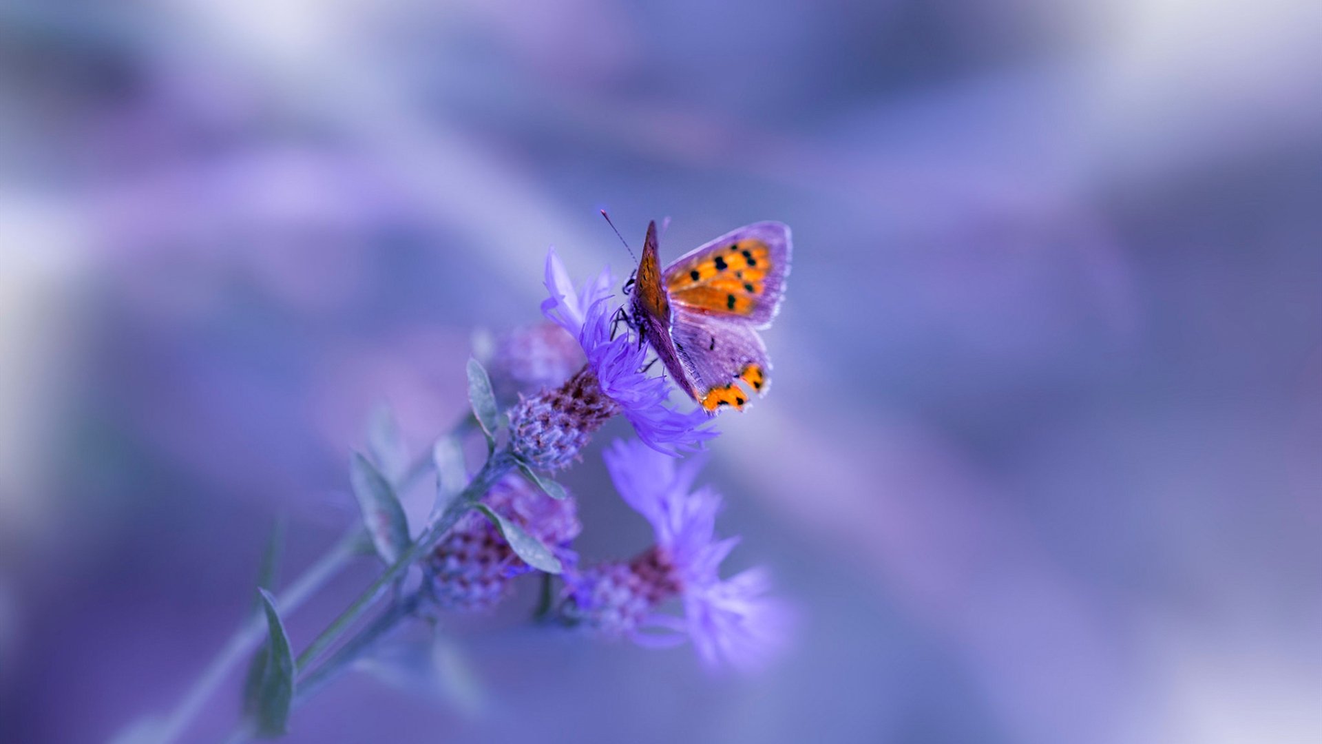 心脏，在巴黎最后八分钟绽放，内马尔创造奇迹之夜