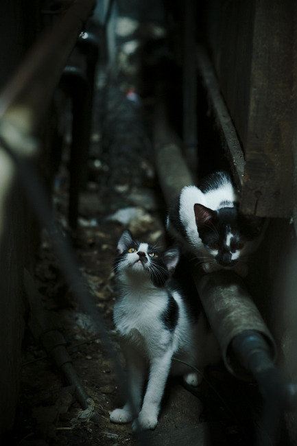 当交响乐压过独奏，丹麦的团队魔法与辛杜的女武神时刻