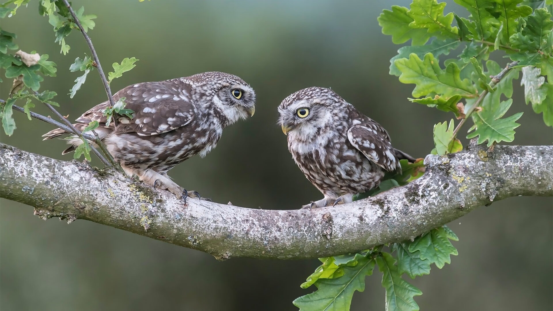 数据为王，欧冠决赛夜，奥亚尔萨瓦尔如何用一组统治级数字书写孤独传奇
