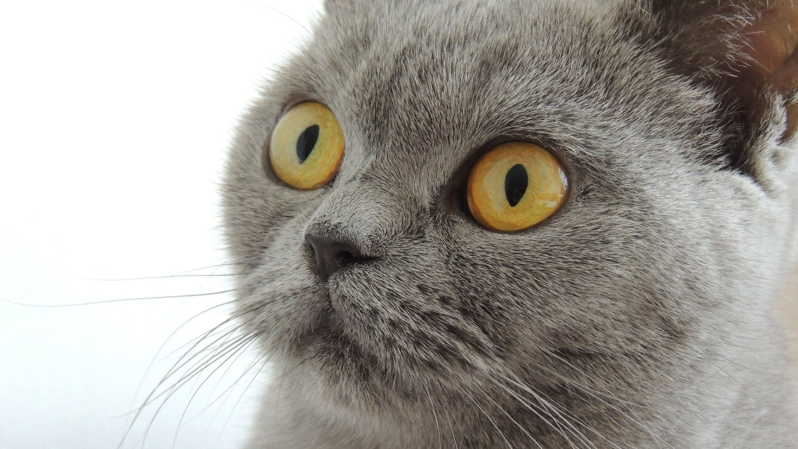 赛道与绿茵的碰撞，F1年度争冠焦点战中AC米兰的南非强压