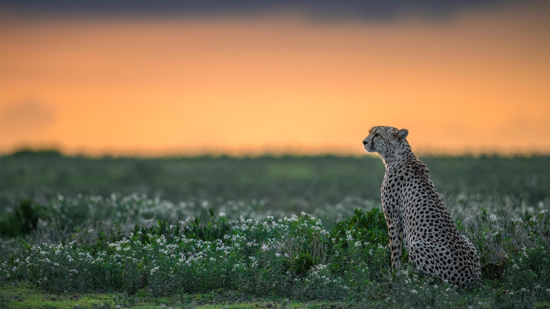 星火燎原，阿尔瓦雷斯以一人之焰，灼烧希腊铁壁