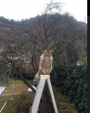 哥斯达黎加碾压克罗地亚，足球史诗的背面，与加维越大越强的舞台辩证法