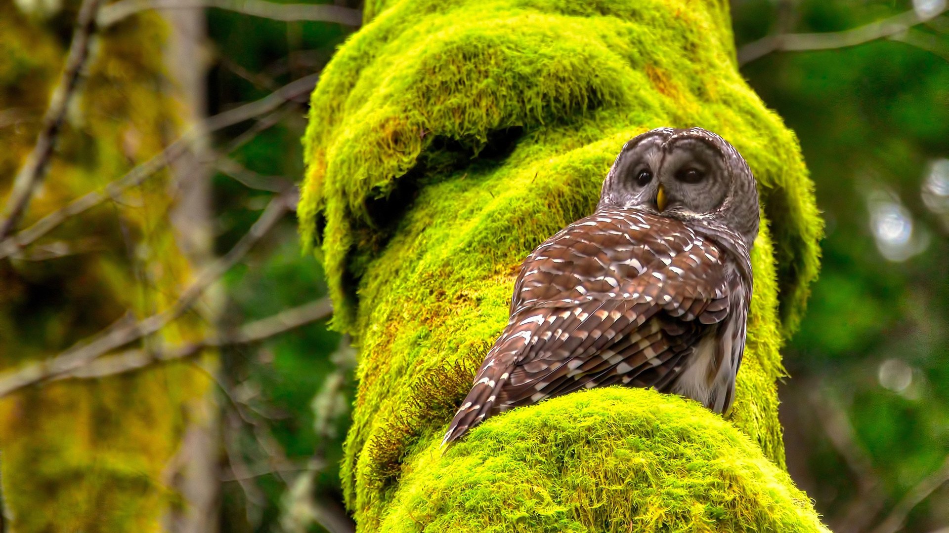 苏格兰式铁幕，深度解析战术如何锁死红军，迪巴拉如何化身致命手术刀
