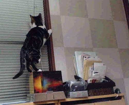 跨洋对决，山西团队篮球掀翻步行者，哈利伯顿空砍40+15