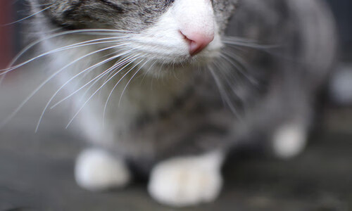 欧冠半决赛焦点战，利物浦碾压哥伦比亚，红军展现绝对统治力