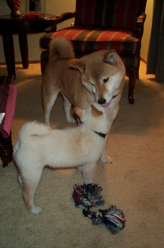 当圣西罗的风吹向威斯特法伦，一场跨越足球版图的争冠暗战