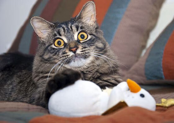 凌晨三点四十七分的金光，迪巴拉，在雨夜为德甲写下唯一脚本