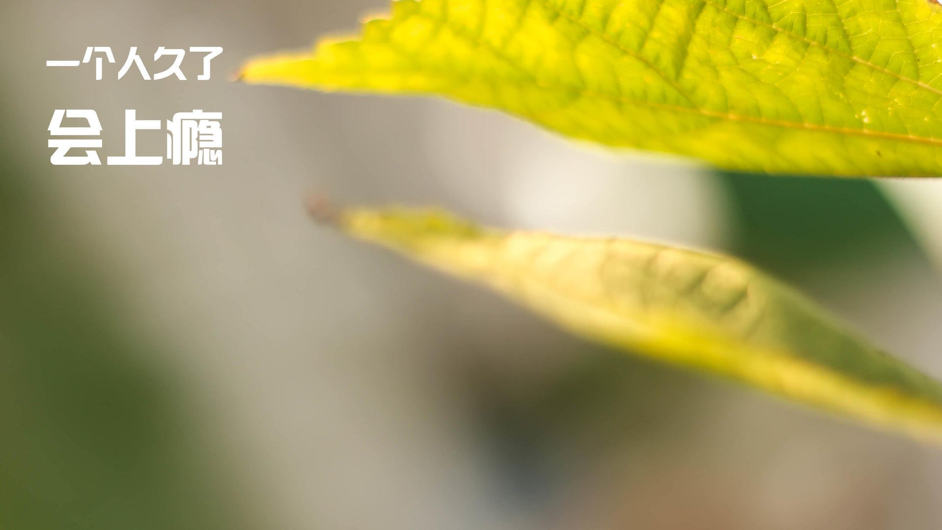 风眼无声，哈利伯顿的抢七转换艺术