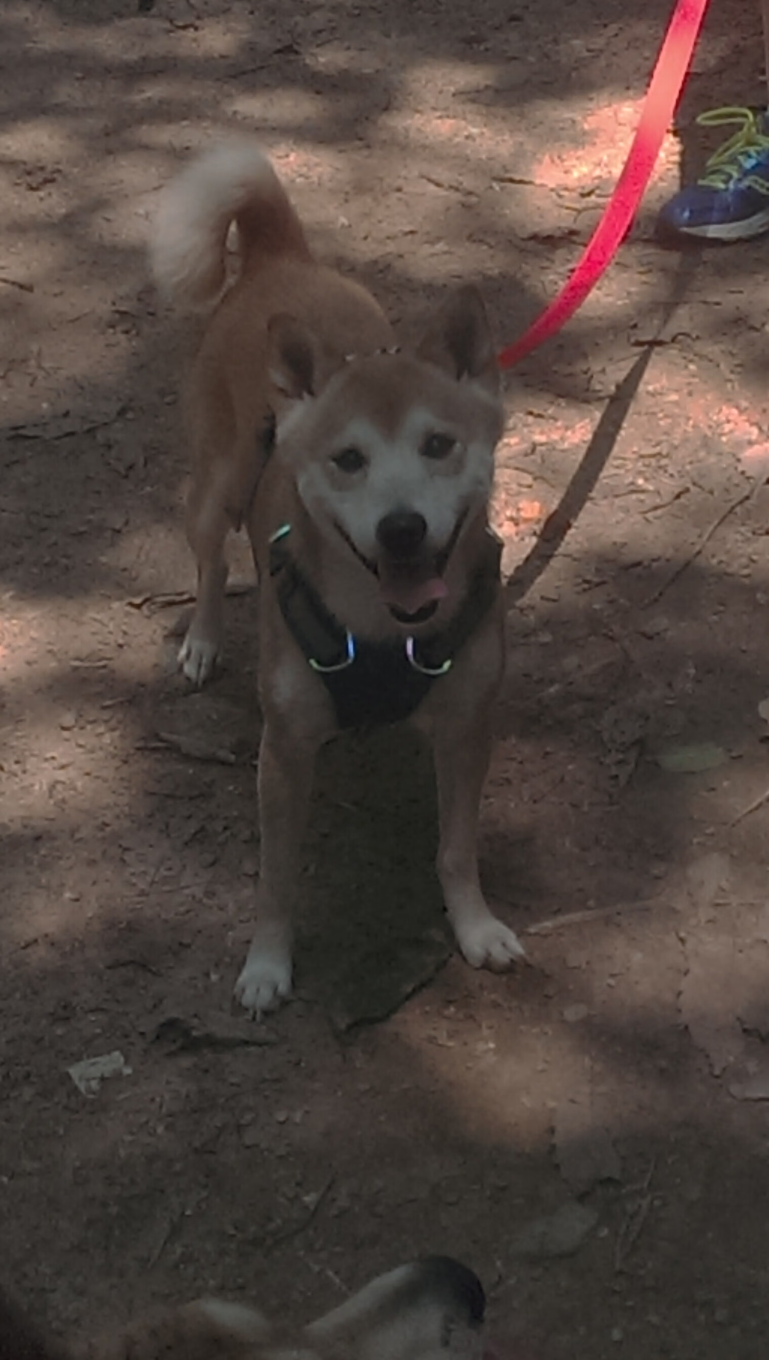 疆场与街巷的交汇点，塔图姆持续制造杀伤，新疆队加时取胜活塞