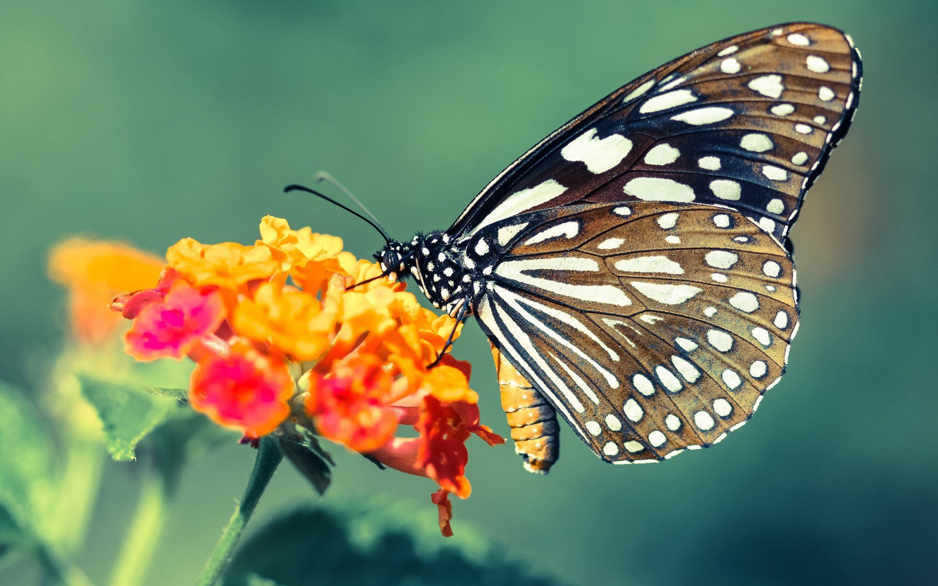 平行宇宙的揭幕战，当字母哥在湖粤对决中按下统治键