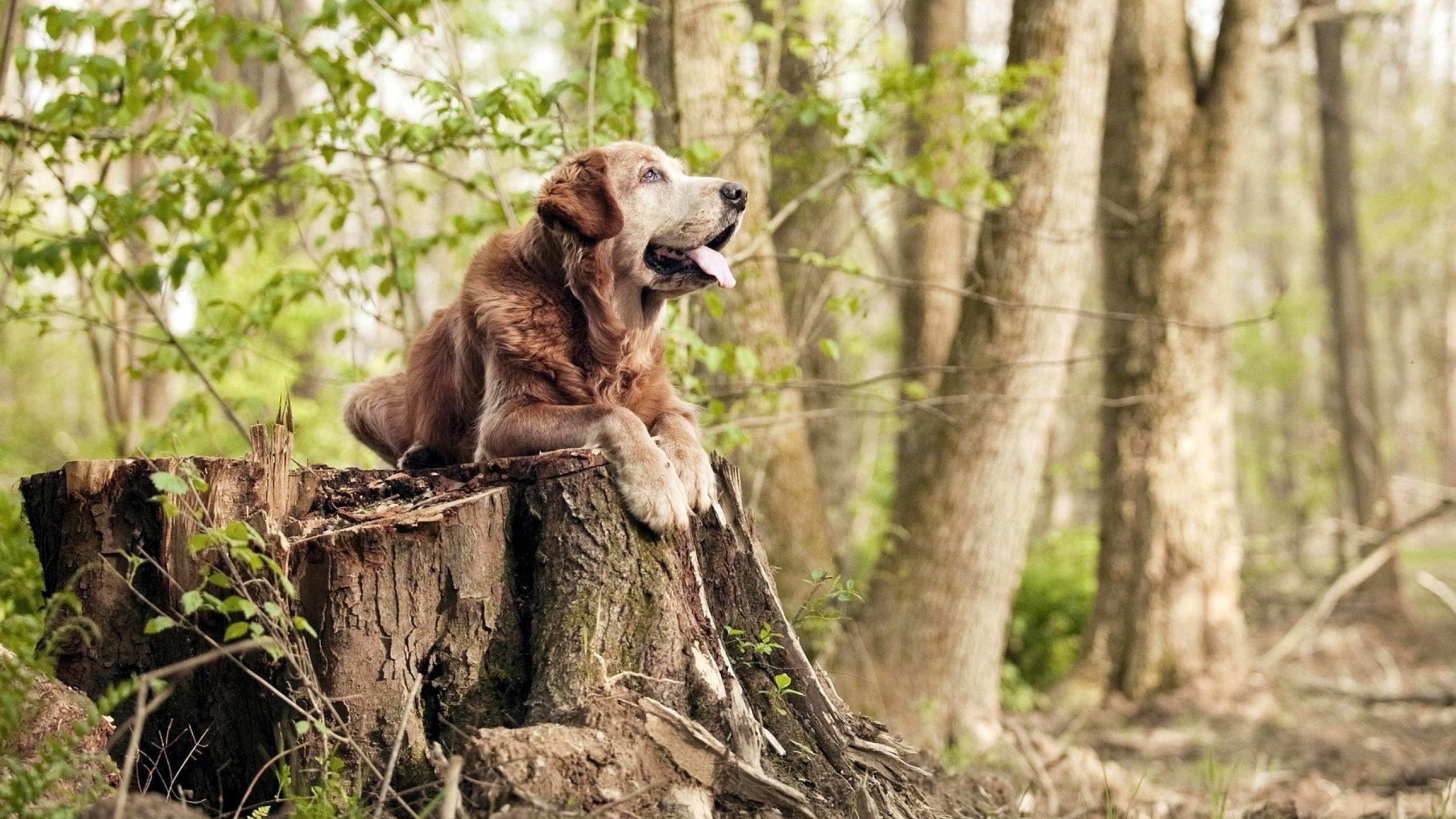 亚平宁引擎轰鸣,那不勒斯在皮斯胡安球场的街道赛胜利